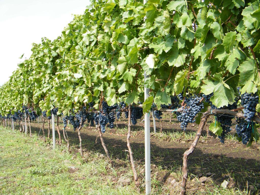 Etna Wine Azienda Agrituristica Passopisciaro Esterno foto